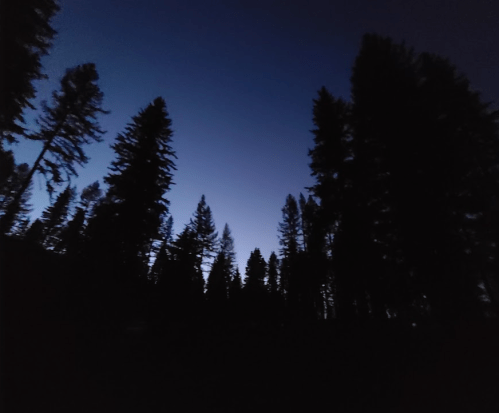 Silhouetted trees against a twilight sky, transitioning from dark to a soft blue hue.